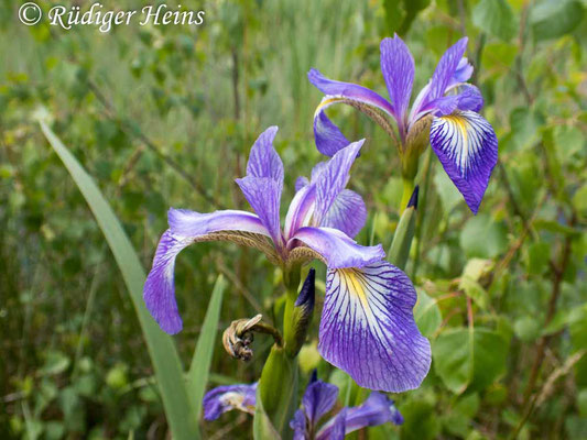Iris sibirica (Sibirische Schwertlilie), 11.6.2025