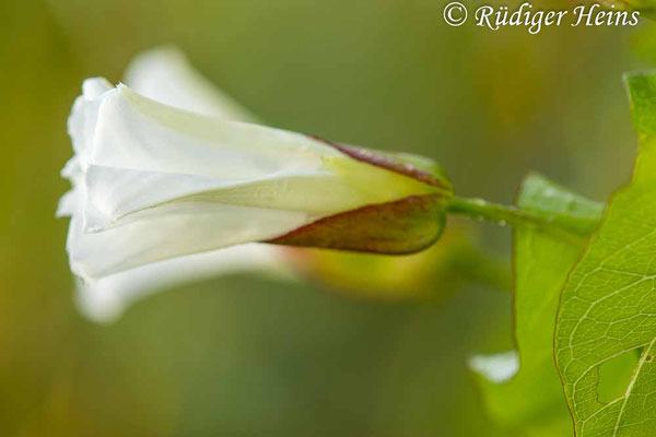 Echte Zaunwinde (Calystegia sepium), 18.7.2023 - Makroobjektiv 180mm f/3.5