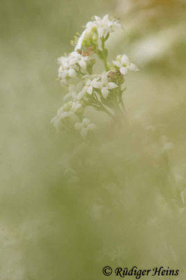 Galium harcynicum (Harzer Labkraut), 13.6.2020