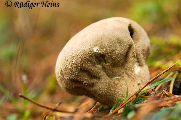 Lycoperdon excipuliforme (Beutel-Stäubling), 26.10.2017