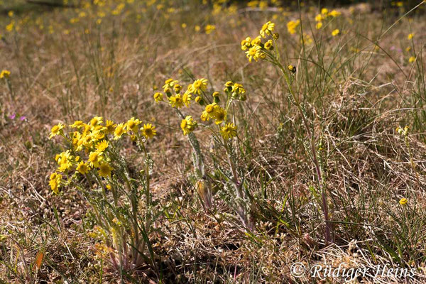 Senecio vernalis (Frühlings-Greiskraut)