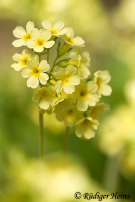 Primula elatior (Hohe Schlüsselblume)
