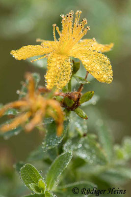 Hypericum perforatum (Echtes Johanniskraut), 12.9.2020