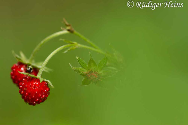 Fragaria vesca (Wald-Erdbeere), 12.7.2015