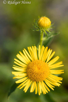 Inula britannica (Wiesen-Alant), 20.8.2024
