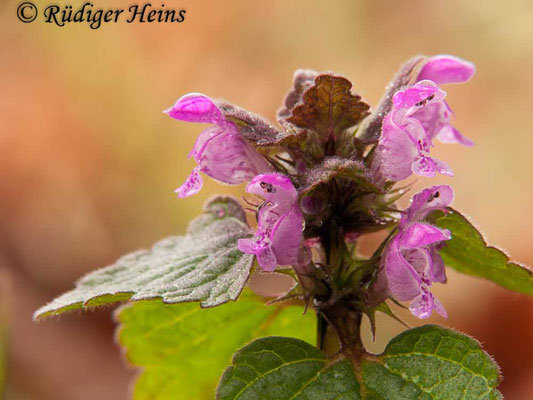 Lamium purpureum (Purpurrote Taubnessel), 3.4.2011