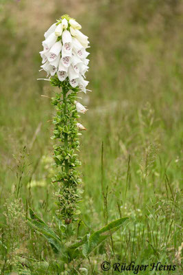 Digitalis purpurea (Roter Fingerhut), 2.7.2020