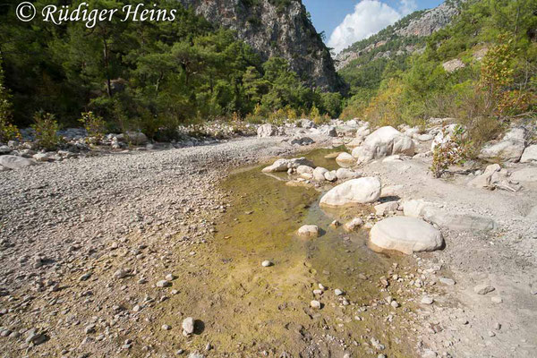 Trithemis festiva (Schwarzer Sonnenzeiger) Habitat im Süden der Türkei, 29.10.2007