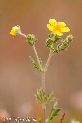 Potentilla argentea (Silber-Fingerkraut)