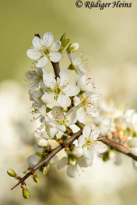 Prunus spinosa (Schlehe oder Schwarzdorn), 8.4.2019