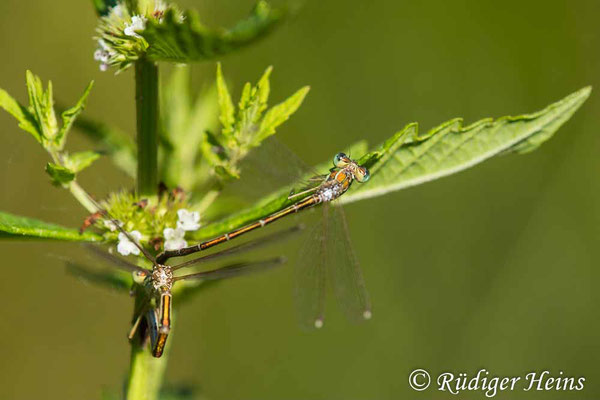 Lestes barbarus (Südliche Binsenjungfer) Eiablage, 10.8.2022