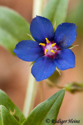Anagallis foemina (Blauer Gauchheil)