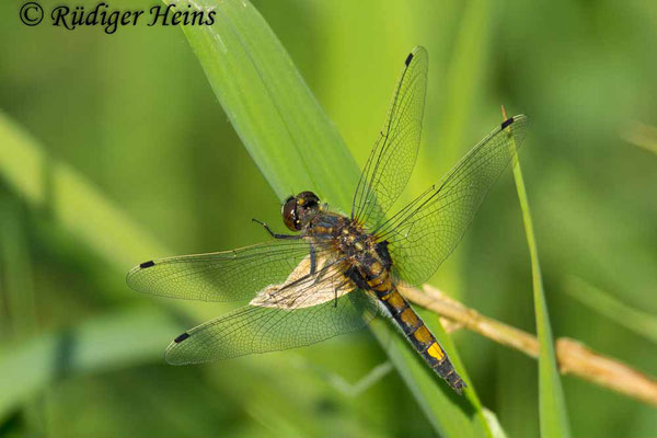 Leucorrhinia pectoralis (Große Moosjungfer), Weibchen 23.5.2018