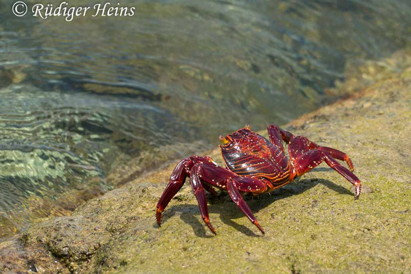 Grapsus grapsus (Rote Klippenkrabbe)