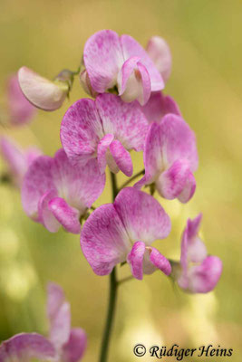 Lathyrus latifolius (Breitblättrige Platterbse), 6.7.2020