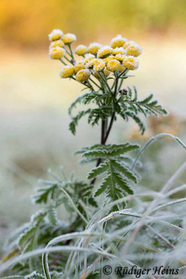 Tanacetum vulgare (Rainfarn), 28.10.2018