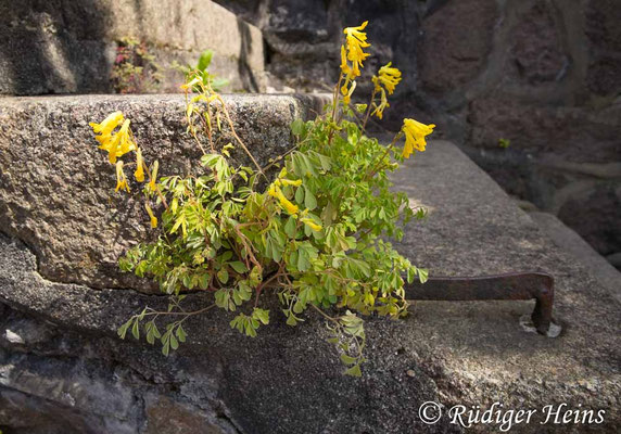 Pseudofumaria lutea, Gelber Lerchensporn