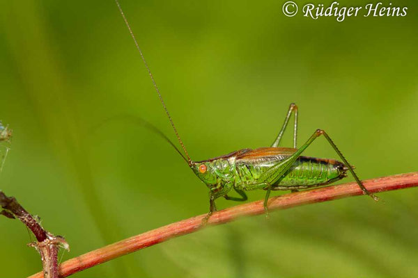 Conocephalus dorsalis (Kurzflügelige Schwertschrecke) Männchen, 22.9.2017