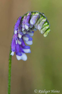 Vicia cracca (Vogel-Wicke)