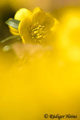 Winterling (Eranthis hyemalis), 22.2.2021