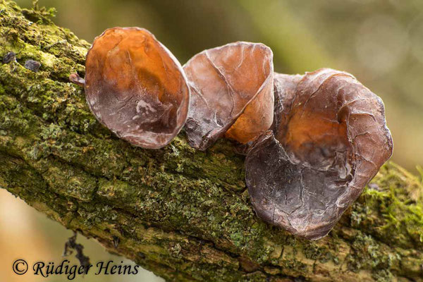 Auricularia auricula-judae (Judasohr), 27.12.2021
