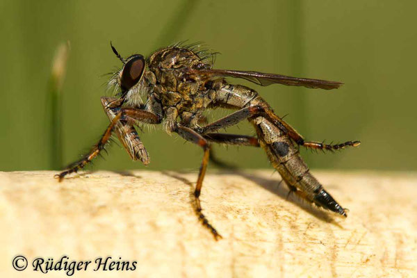 Tolmerus cingulatus (Burschen-Raubfliege) Weibchen, 18.8.2020