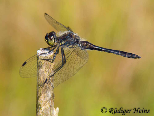 Sympetrum danae (Schwarze Heidelibelle) Männchen, 18.8.2018