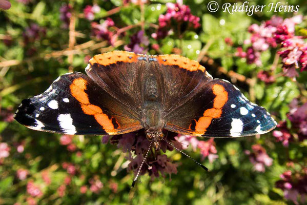 Vanessa atalanta (Admiral), 11.7.2020