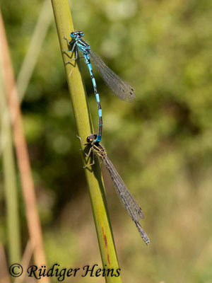 Coenagrion mercuriale (Helm-Azurjungfer) Paarung, 20.6.2017