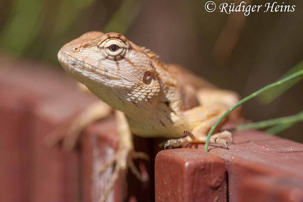 Calotes versicolor (Blutsaugeragame), 25.1.2018