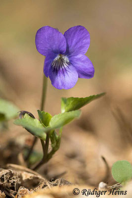 Viola riviniana (Hain-Veilchen), 28.4.2022