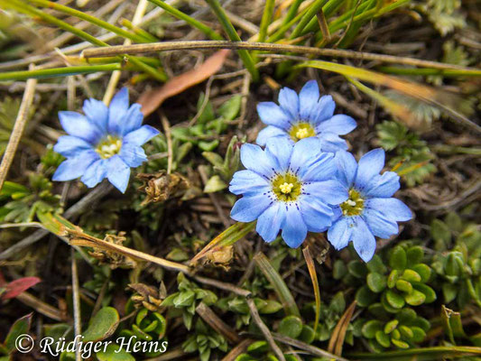 Gentiana sedifolia, 14.2.2020