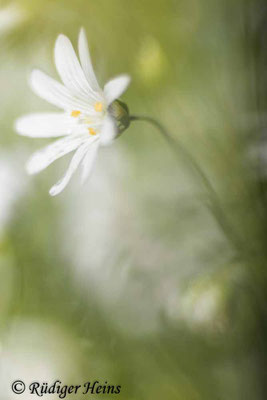 Stellaria holostea (Große Sternmiere), 23.5.2021