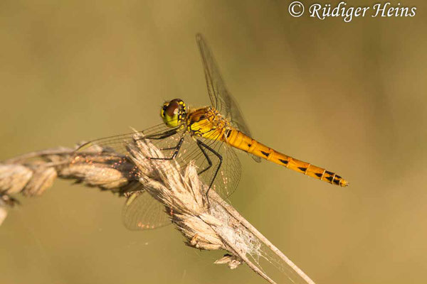 Sympetrum depressiusculum (Sumpf-Heidelibelle) Weibchen, 28.8.2019