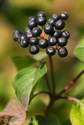 Cornus sanguinea (Roter Hartriegel), 8.9.2021