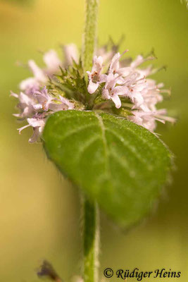 Mentha arvensis (Acker-Minze), 14.8.2020