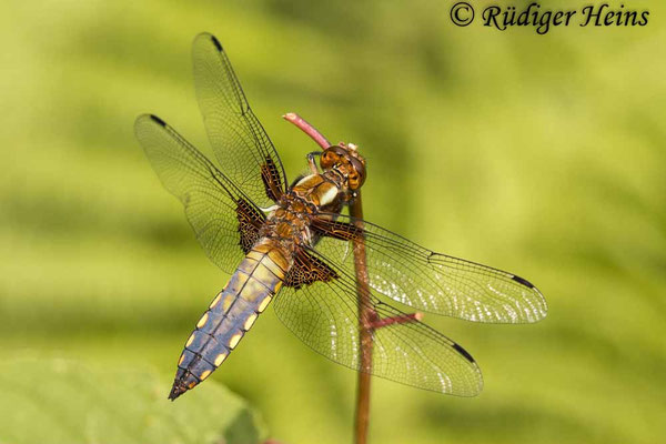 Libellula depressa, Plattbauch, junges Männchen
