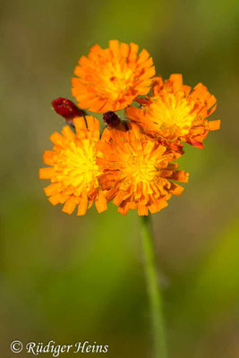 Hieracium aurantiacum (Orangerotes Habichtskraut), 17.9.2025
