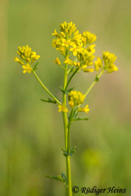 Barbarea vulgaris (Barbarakraut), 27.4.2014