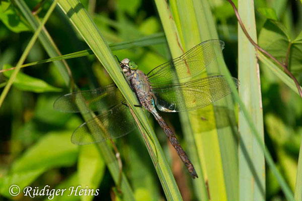 Anax parthenope, Kleine Königslibelle, Männchen