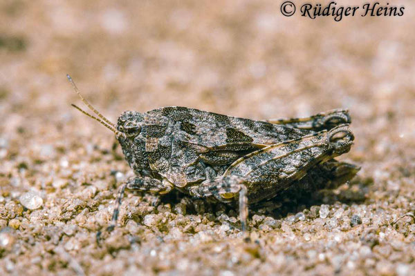 Tetrix tenuicornis (Langfühler-Dornschrecke) Weibchen, 29.8.1988 (Scan vom Dia)