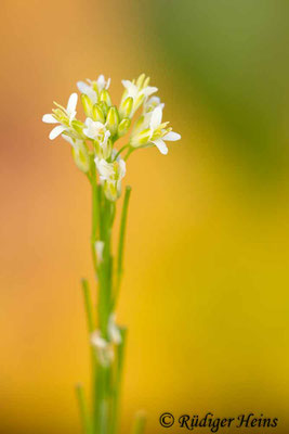 Arabis glabra (Turmkraut), 18.6.2019