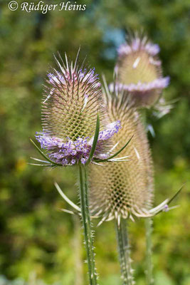 Dipsacus fullonum (Wilde Karde), 23.7.2021