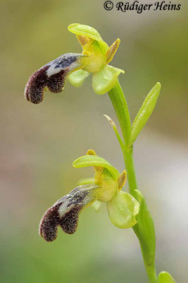 Ophrys fusca (Braune Ragwurz)