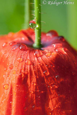 Papaver rhoeas, Klatschmohn