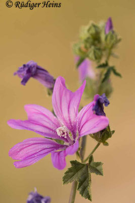 Malva sylvestris (Wilde Malve), 23.5.2024