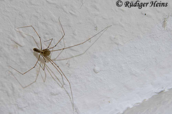 Pholcus phalangioides (Große Zitterspinne)