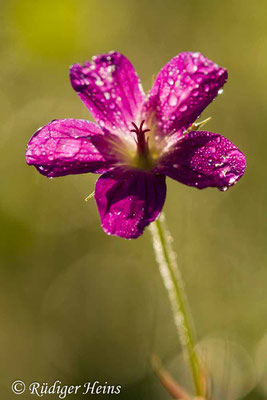 Geranium palustre (Sumpf-Storchschnabel), 9.8.2017