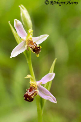 Ophrys apifera (Bienen-Ragwurz)