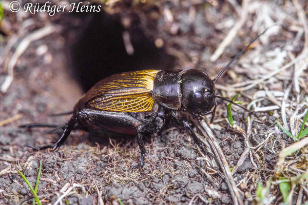 Gryllus campestris (Feldgrille) Weibchen, 17.6.1988 (Scan vom Dia)